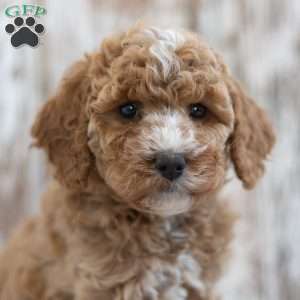 Hazel, Mini Labradoodle Puppy